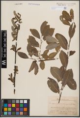 Foto von Salix cinerea L. x Salix nigricans Sm.